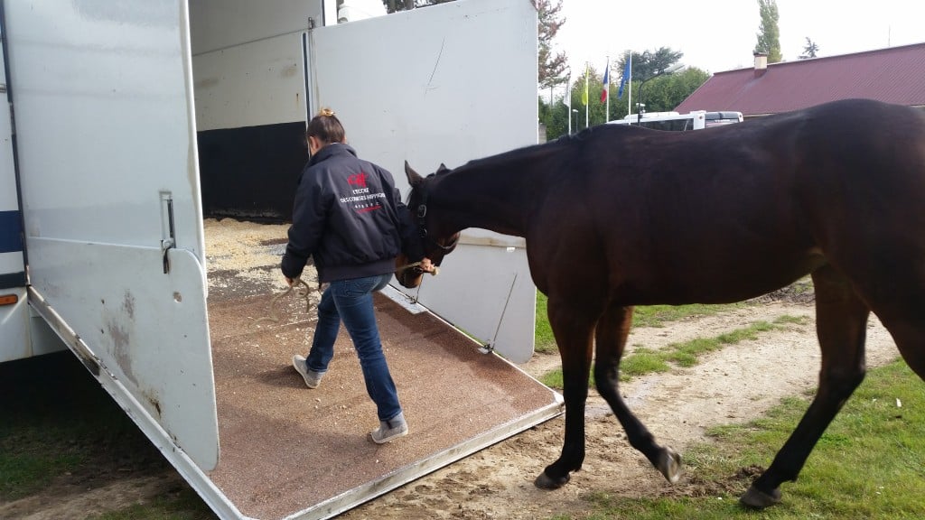 Le cheval doit rester attentif à la situation