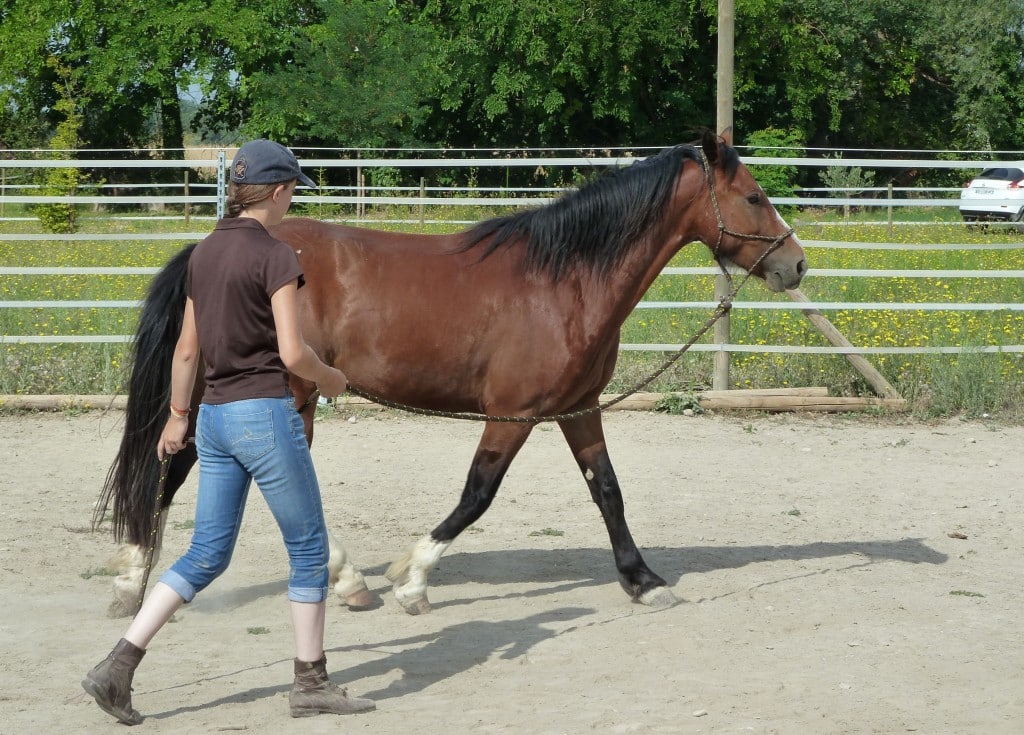 Restez à la hauteur de la hanche, pas trop loin du cheval, longe détendue