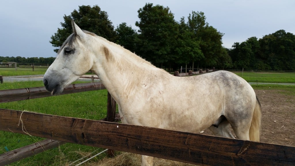 Ici le cheval est clairement concentré sur autre chose, je ne l'intéresse pas.