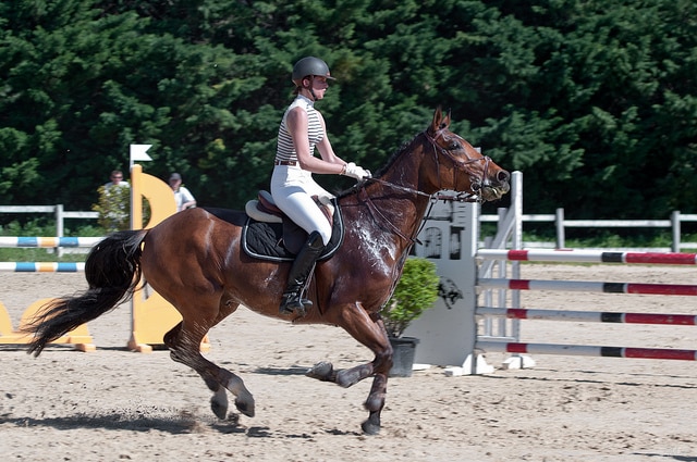 Ici la vitesse est soutenue mais le cheval se redresse et engage les postérieurs