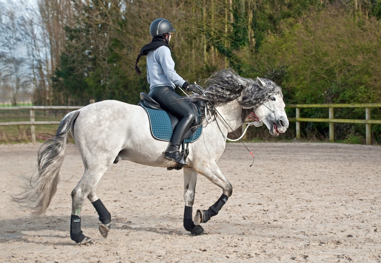 Le Cavalier S En Sert Pour Stimuler Son Cheval