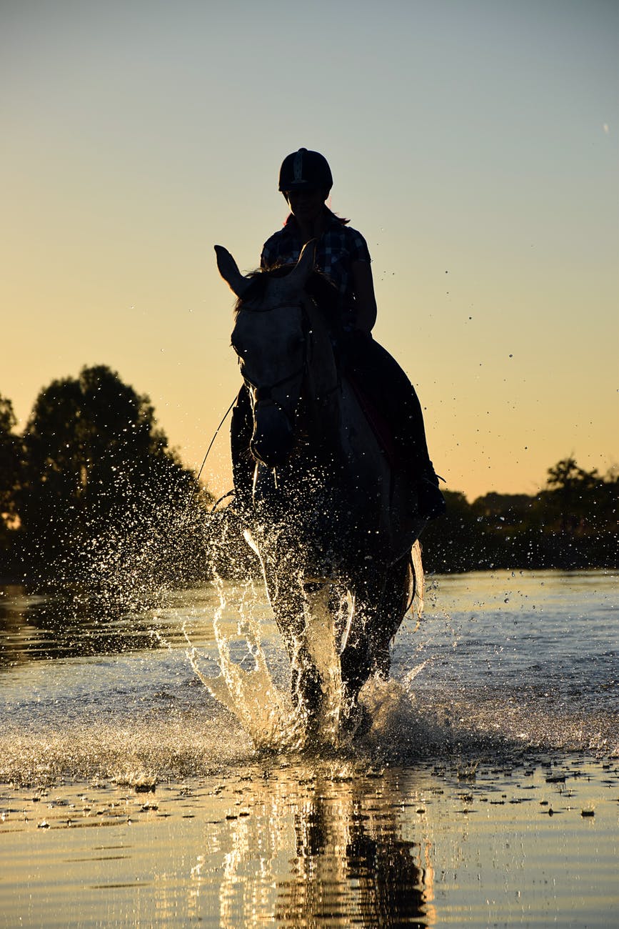 dawn dusk horse outdoors