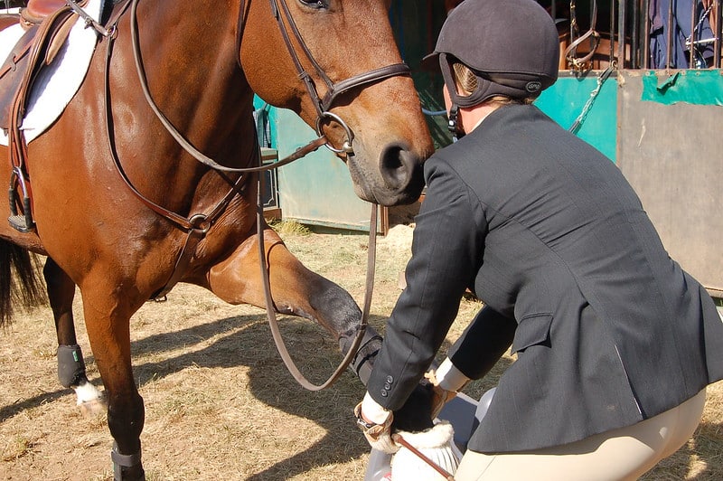 Muscler son cheval : les erreurs à ne pas faire - Eduquer ...