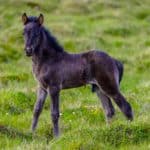 brown and black horse