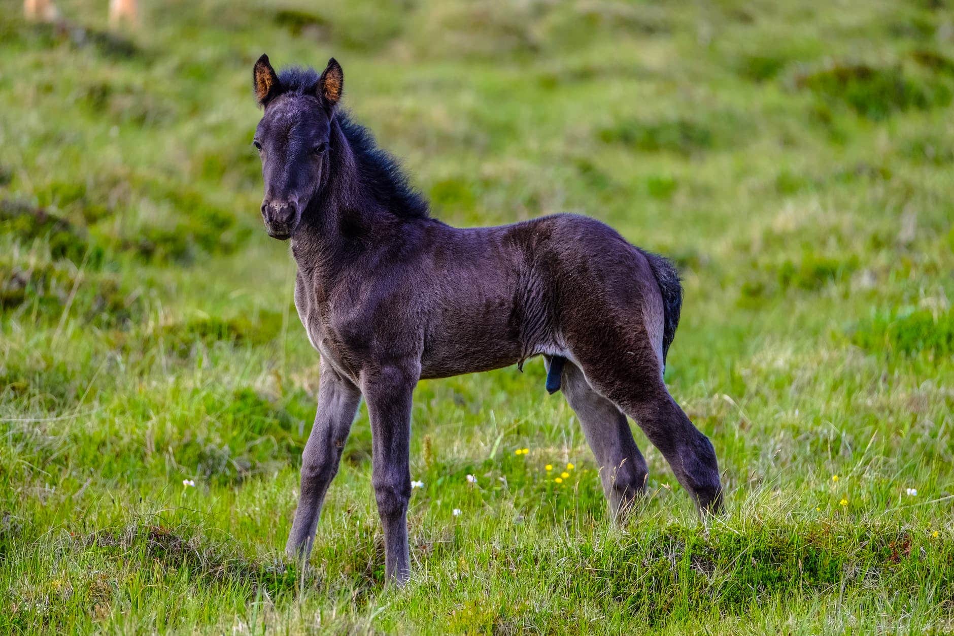 brown and black horse