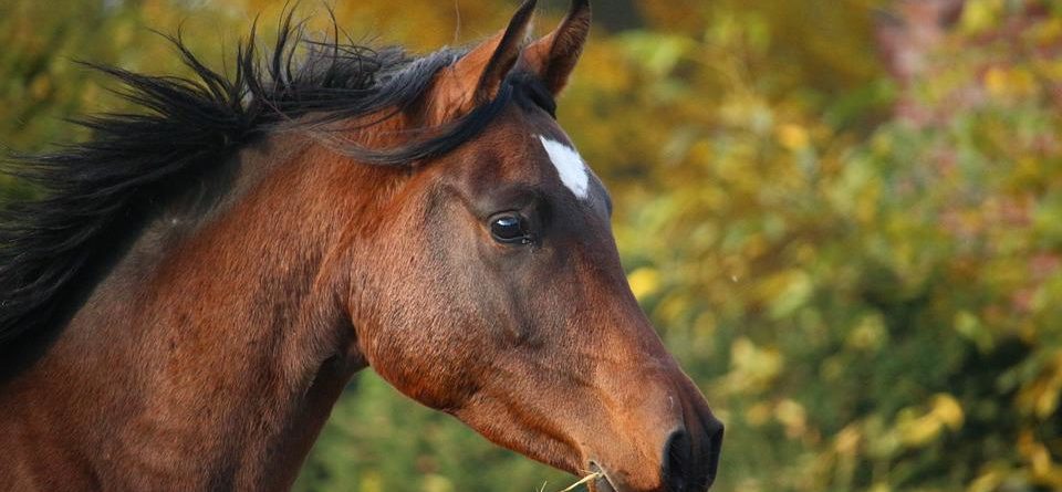 Comment réagir lorsque le cheval a peur ?
