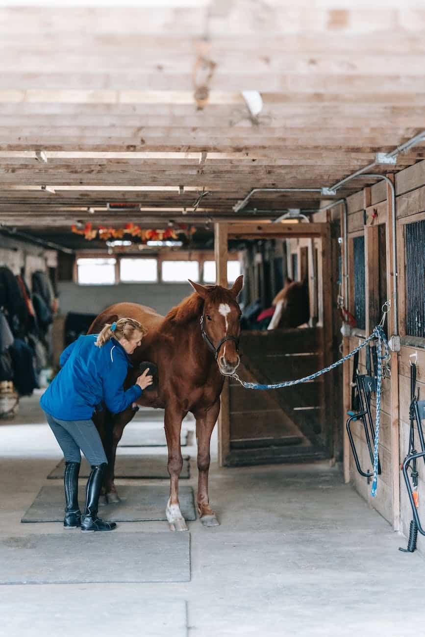 woman combing a brown horse