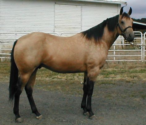 Magnifique Quarter Horse à l'arrière main bien développée !