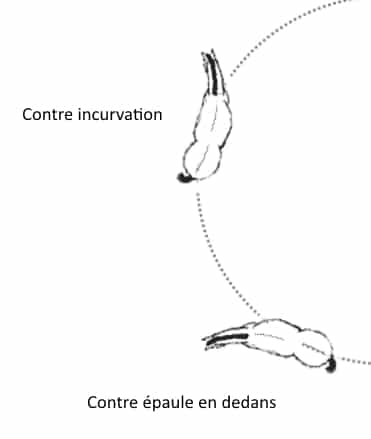 En contre-incurvation l'encolure est à l'extérieur. En contre épaule en dedans, l'épaule est à l'extérieur du cercle.