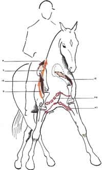Étirement des muscles du poitrail lors de la phase d'adduction des antérieurs