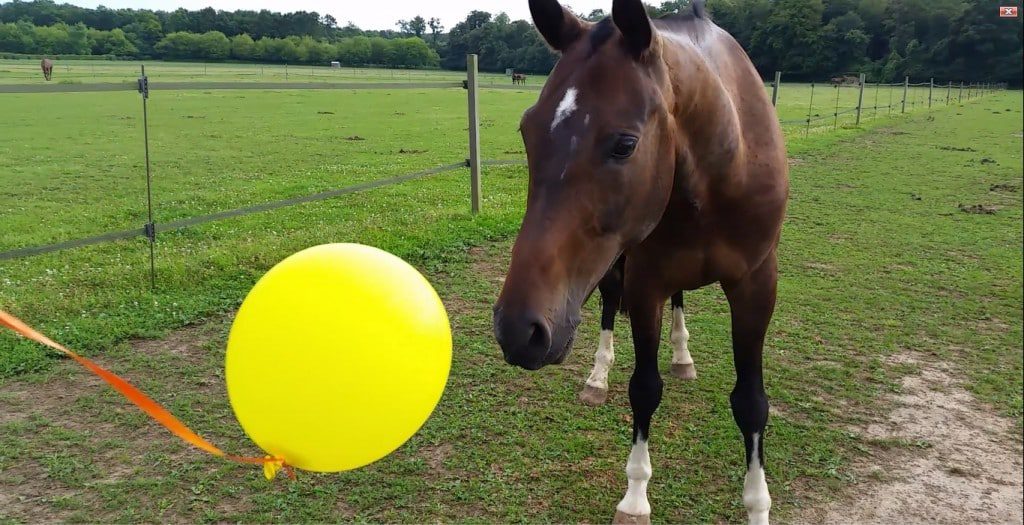 Ici on voit que l'attention du cheval est portée sur le ballon