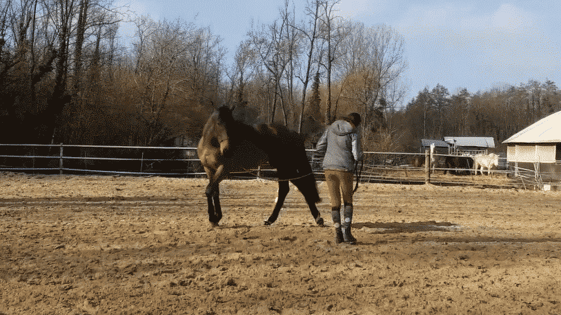 session equitation